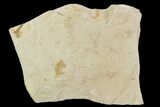 Fossil Pea Crab (Pinnixa) From California - Miocene #128093-1